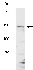 NRP1 Antibody Western (Abiocode)