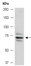TRAP1 Antibody Western (Abiocode)