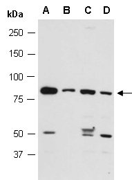 STAT3 Antibody Western (Abiocode)
