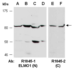 ELMO1 Antibody Western (Abiocode)
