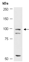 ERCC4 Antibody Western (Abiocode)