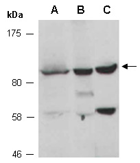 GOLGA5 Antibody Western (Abiocode)