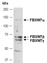FBXW7 Antibody Western (Abiocode)