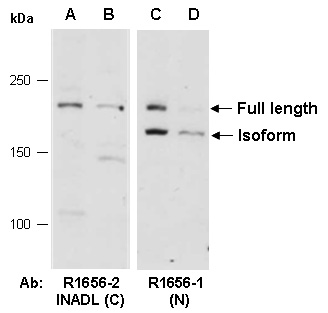 INADL Antibody Western (Abiocode)