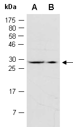 EFNA5 Antibody Western (Abiocode)