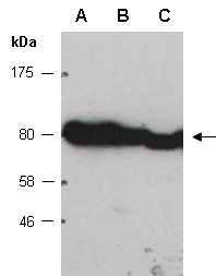 HSP90AB1 Antibody Western (Abiocode)