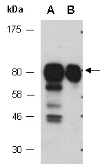 SP1 Antibody Western (Abiocode)