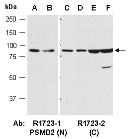 PSMD2 Antibody Western (Abiocode)