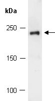 BCOR Antibody Western (Abiocode)