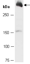 RIF1 Antibody Western (Abiocode)