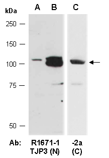 TJP3 Western Antibody (abiocode)