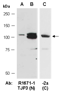 TJP3 Western Antibody (Abiocode)