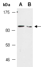 LGR6 Antibody Western (Abiocode)