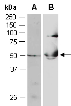SIGD Antibody Western (Abiocode)