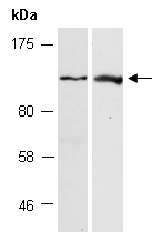 CHR40 Antibody Western (Abiocode)