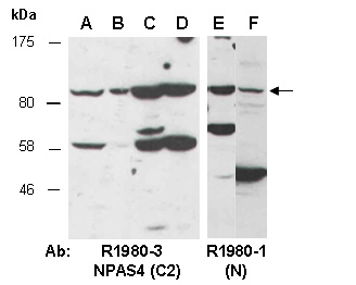 NPAS4 Antibody Western (Abiocode)