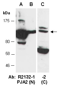 PJA2 Antibody Western (Abiocode)