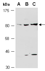 HJURP Antibody Western (Abiocode)