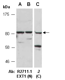 EXT1 Antibody Western (Abiocode)