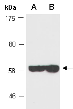 NFIB Antibody Western (Abiocode)