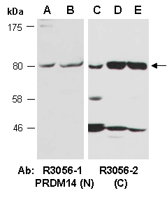 PRDM14 Antibody Western (Abiocode)