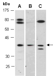 BHLH74 Antibody Western (Abiocode)