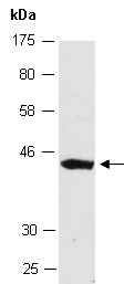 BHLH76 Antibody Western (Abiocode)