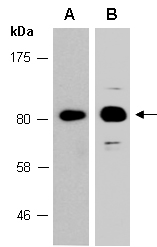 COP1 Antibody Western (Abiocode)