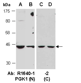 PGK1 Antibody Western (Abiocode)