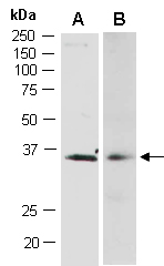 LUX Antibody Western (Abiocode)