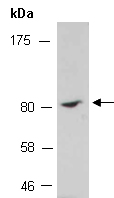 FZD3 Antibody Western (Abiocode)