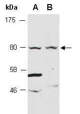 WEE1 Antibody Western (Abiocode)