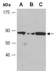 MED25 Antibody Western (Abiocode)