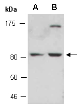 TNS4 Antibody Western (Abiocode)