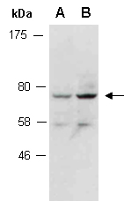 ATG7 Antibody Western (Abiocode)