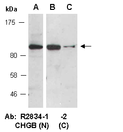 CHGB Antibody Western (Abiocode)
