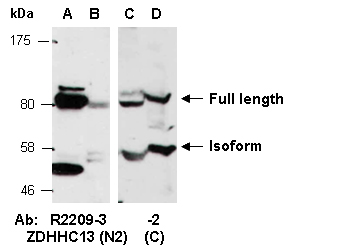 ZDHHC13 Antibody Western (Abiocode)