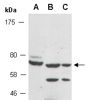 GMPS Antibody Western (Abiocode)