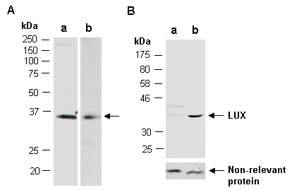 LUX Western Antibody (Abiocode)