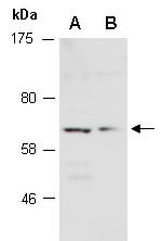 TRAF3 Antibody Western (Abiocode)