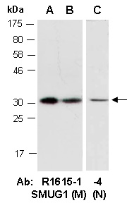 SMUG1 Antibody Western (Abiocode)