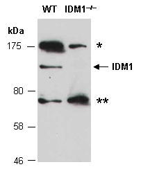 IDM1 Antibody Western (Abiocode)