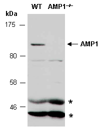 AMP1 Antibody Western (Abiocode)