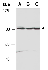 NTN1 Antibody Western (Abiocode)