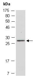 APOBEC3H Antibody Western (Abiocode)