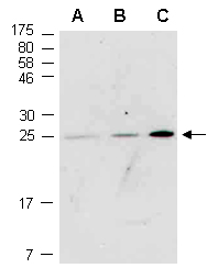 CD99 Antibody Western (Abiocode)