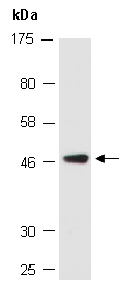 ING3 Antibody Western (Abiocode)