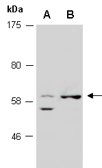 POU2F2 Antibody Western (Abiocode)