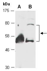 RAP1GDS1 Antibody Western (Abiocode)