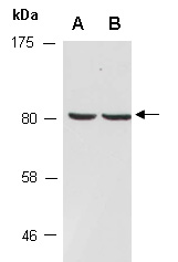 ENOX1 Antibody Western (Abiocode)